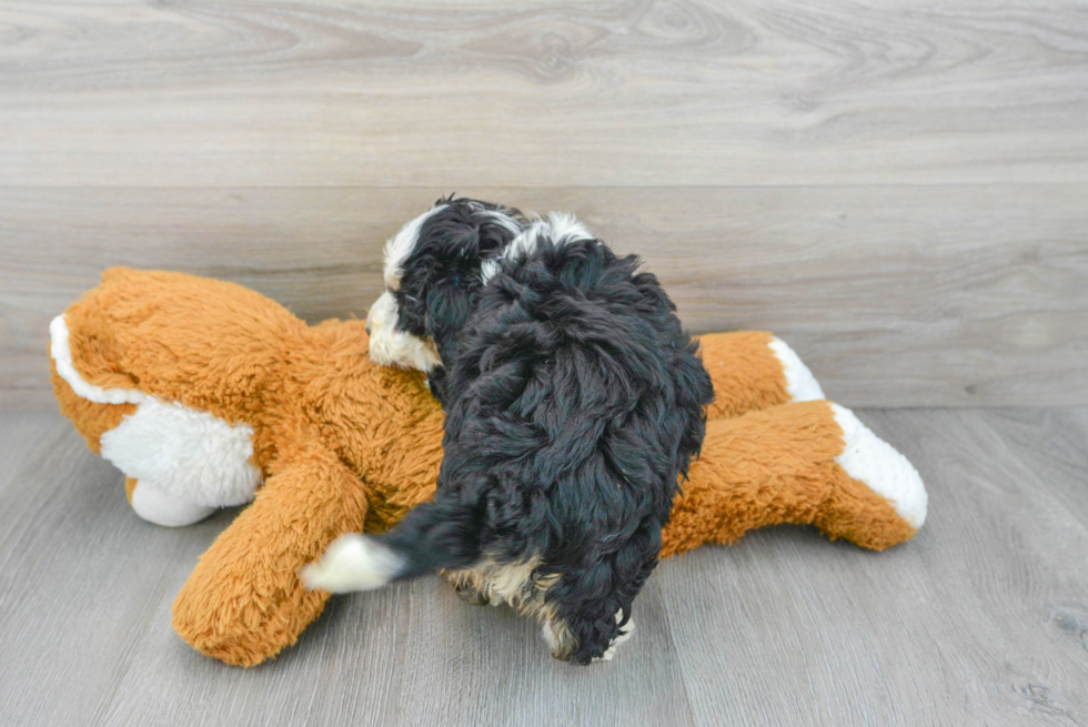 Mini Bernedoodle Puppy for Adoption