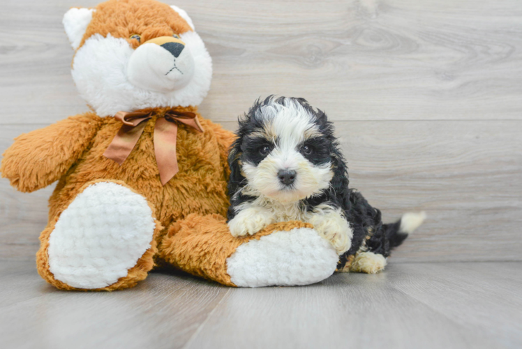 Popular Mini Bernedoodle Poodle Mix Pup