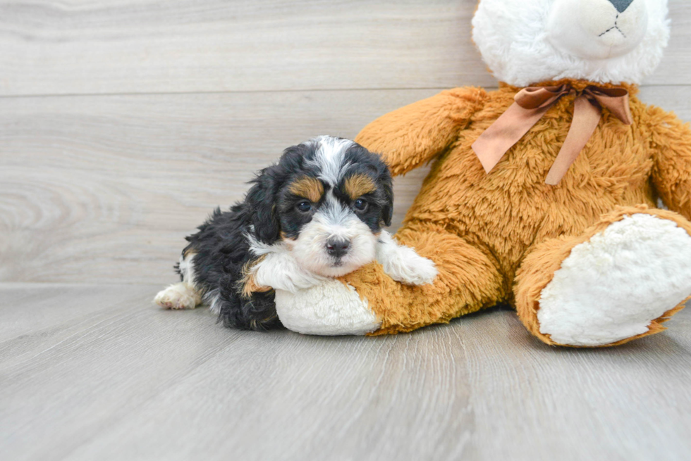 Mini Bernedoodle Puppy for Adoption