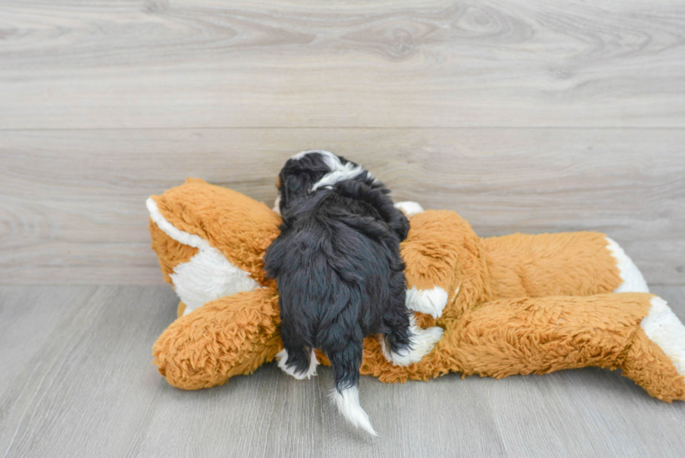 Mini Bernedoodle Pup Being Cute