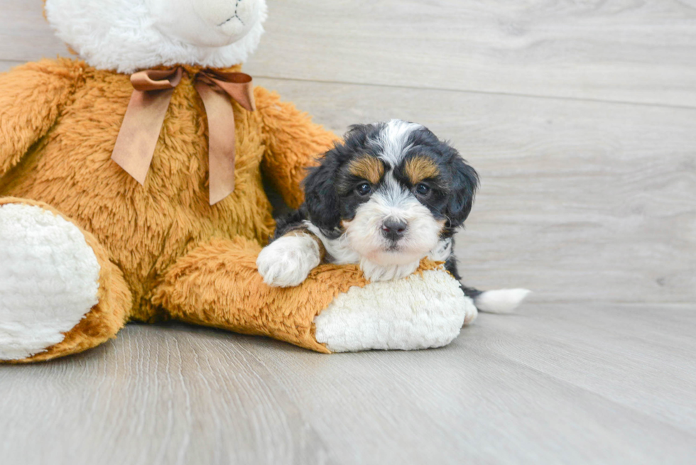 Mini Bernedoodle Pup Being Cute