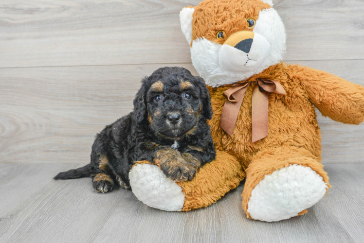 Popular Mini Bernedoodle Poodle Mix Pup