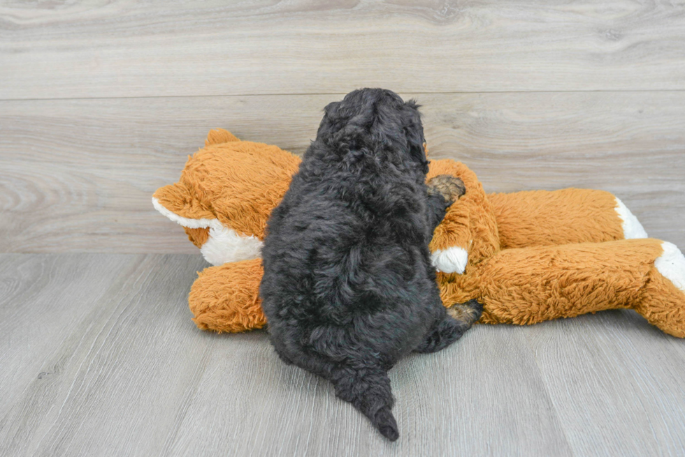 Fluffy Mini Bernedoodle Poodle Mix Pup