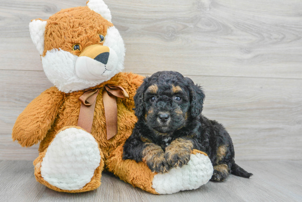 Mini Bernedoodle Pup Being Cute