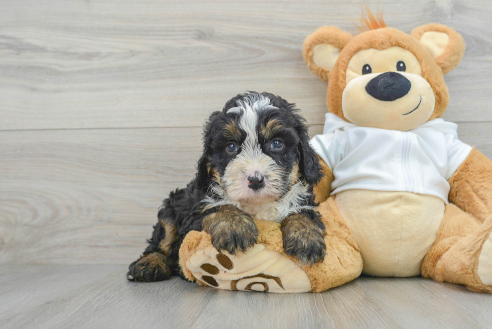 Mini Bernedoodle Puppy for Adoption