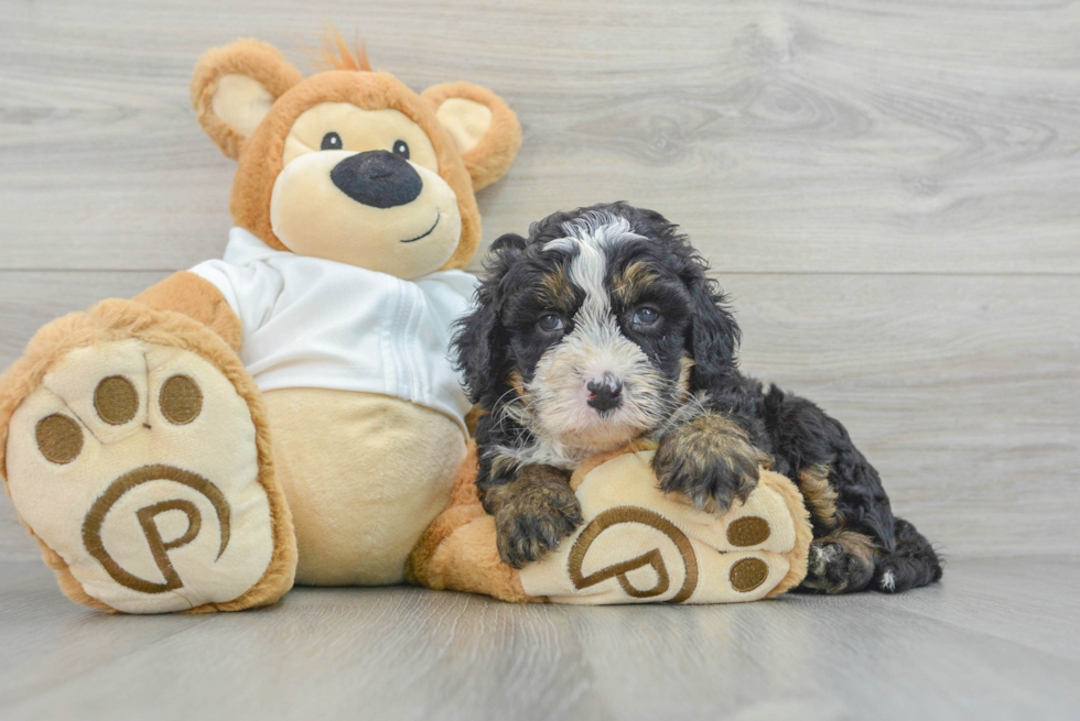 Adorable Mini Berniedoodle Poodle Mix Puppy
