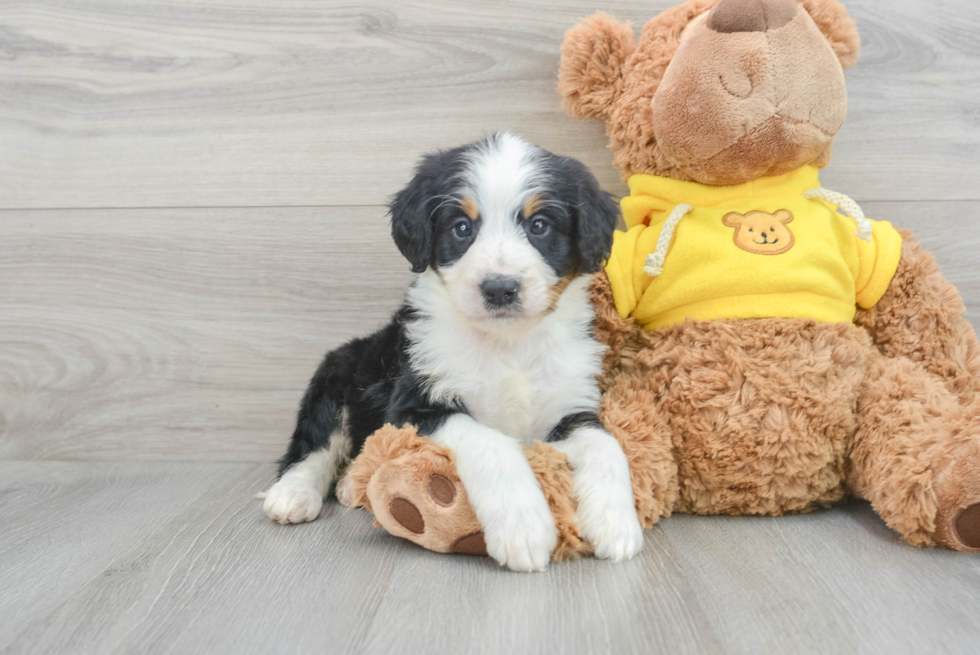 Playful Bernadoodle Poodle Mix Puppy