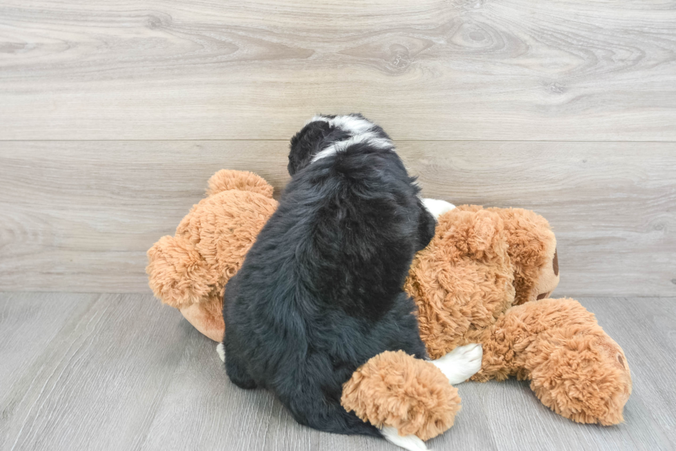 Popular Mini Bernedoodle Poodle Mix Pup