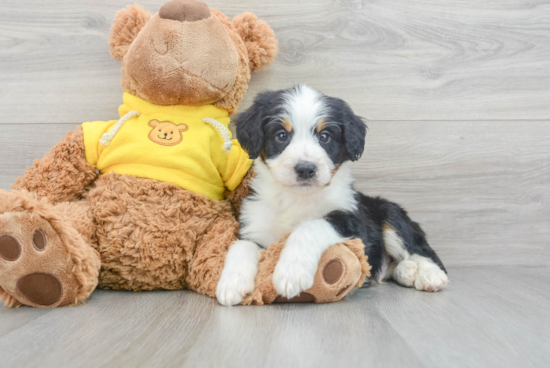 Mini Bernedoodle Pup Being Cute