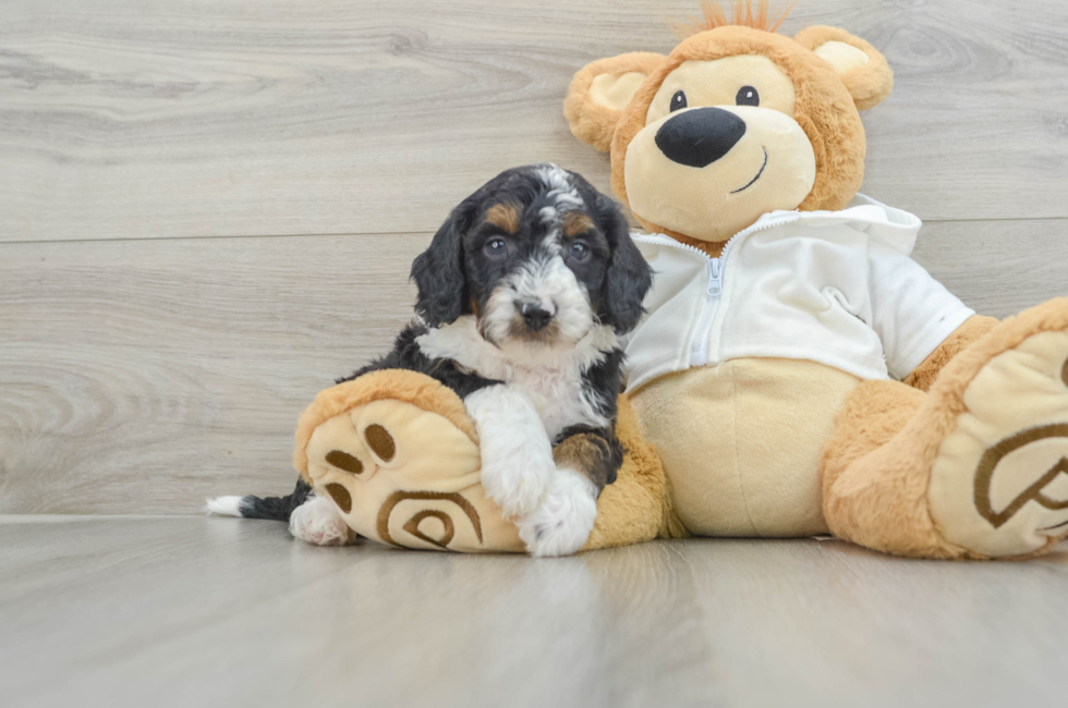 6 week old Mini Bernedoodle Puppy For Sale - Premier Pups