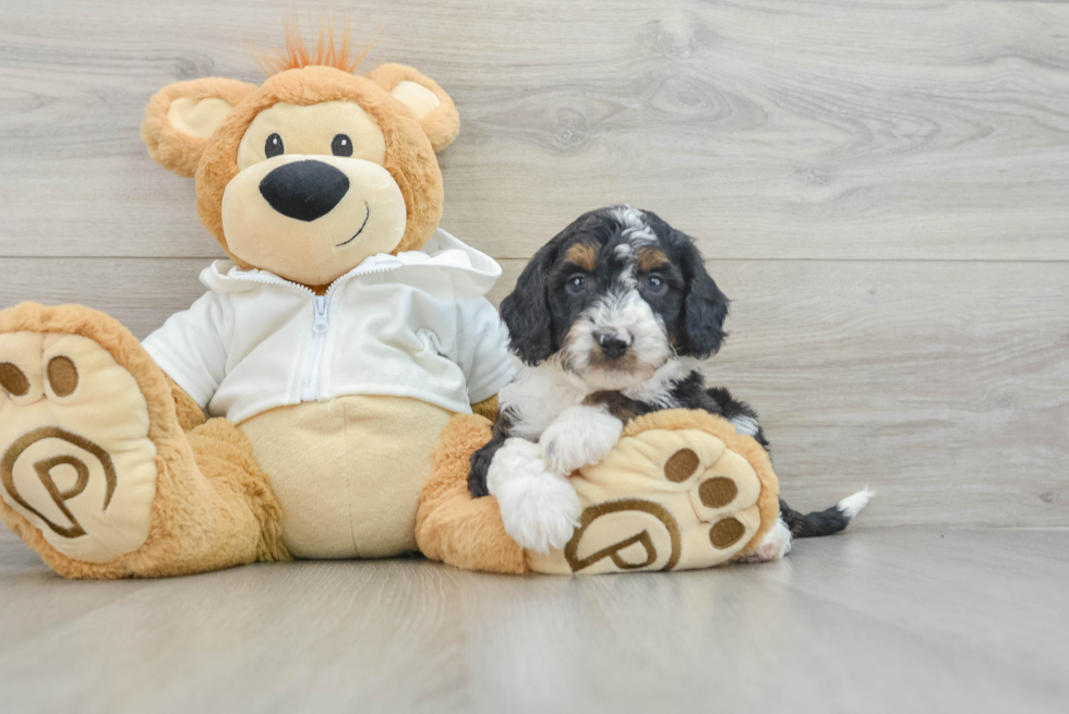 Best Mini Bernedoodle Baby