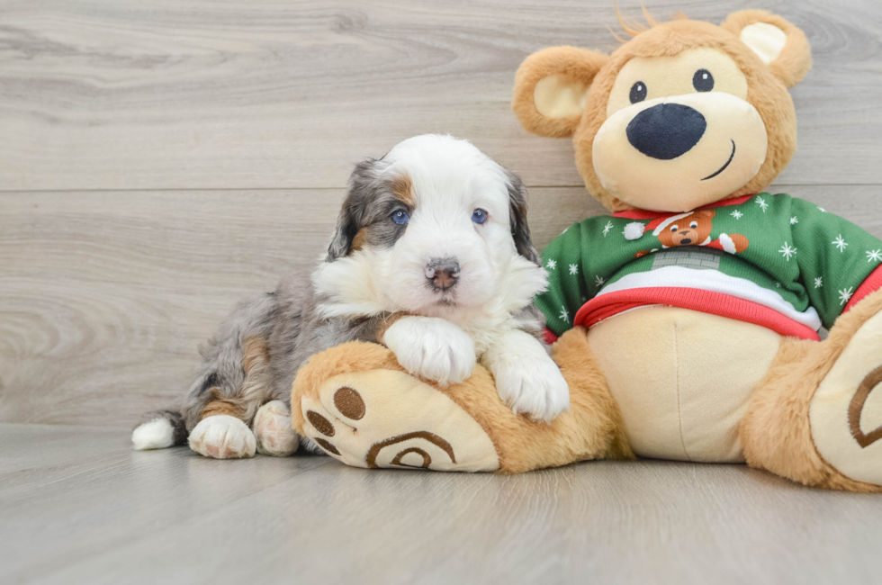 5 week old Mini Bernedoodle Puppy For Sale - Premier Pups