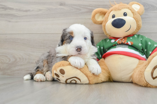 Energetic Mini Berniedoodle Poodle Mix Puppy