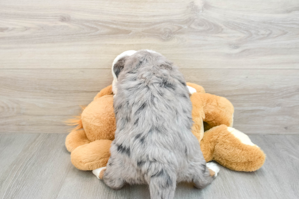 Mini Bernedoodle Puppy for Adoption