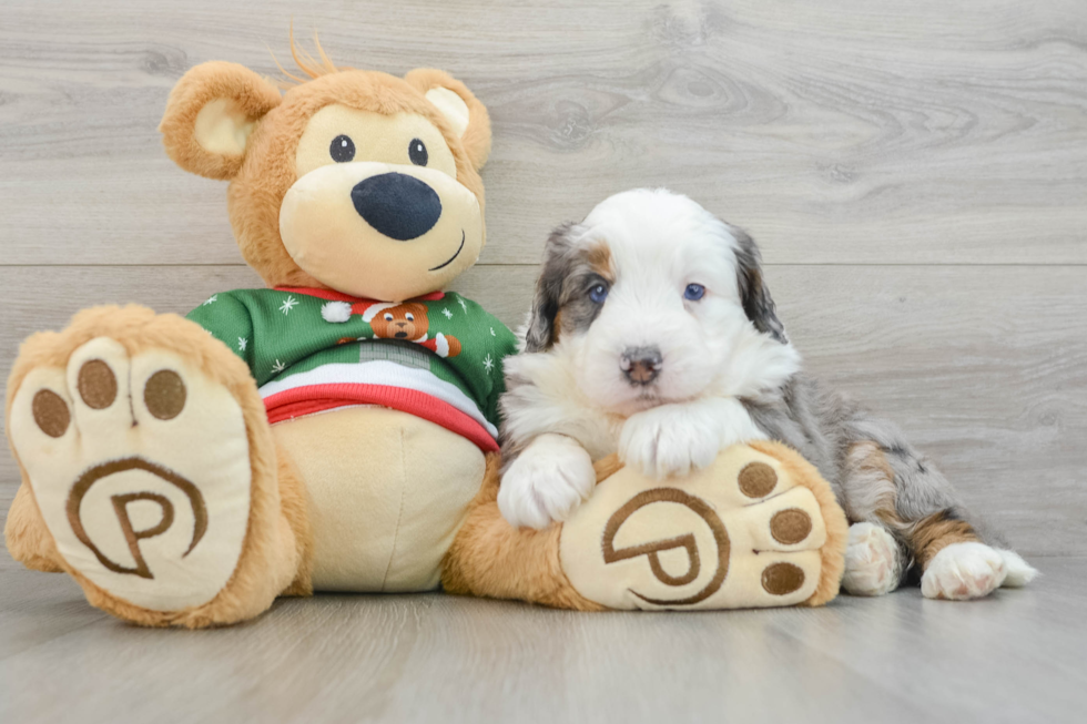 Cute Mini Bernedoodle Baby