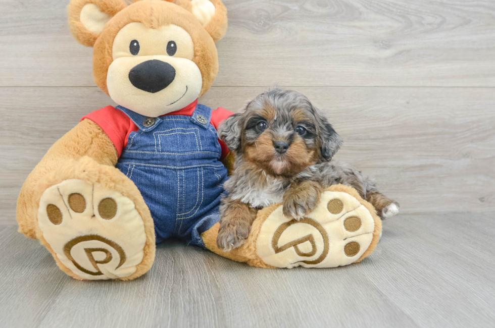 5 week old Mini Bernedoodle Puppy For Sale - Premier Pups