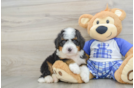 Funny Mini Bernedoodle Poodle Mix Pup