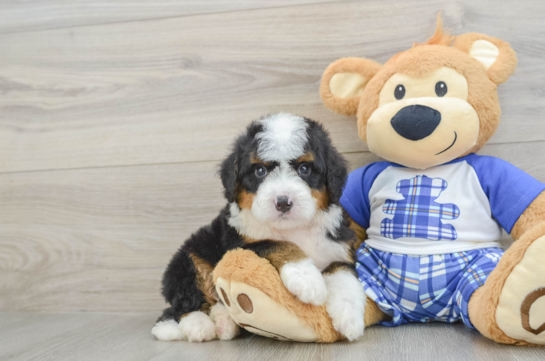 Funny Mini Bernedoodle Poodle Mix Pup