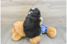 Smart Mini Bernedoodle Poodle Mix Pup