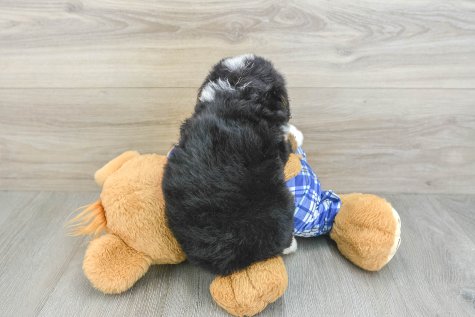 Smart Mini Bernedoodle Poodle Mix Pup