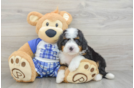 Friendly Mini Bernedoodle Baby