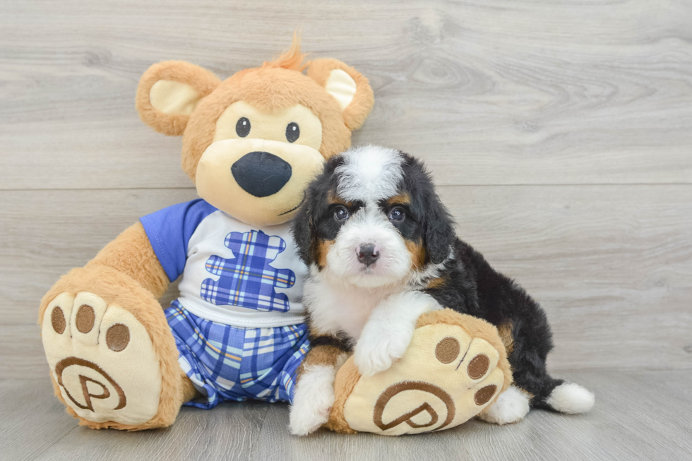 Friendly Mini Bernedoodle Baby