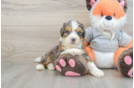 Mini Bernedoodle Pup Being Cute