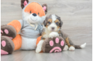 Mini Bernedoodle Puppy for Adoption