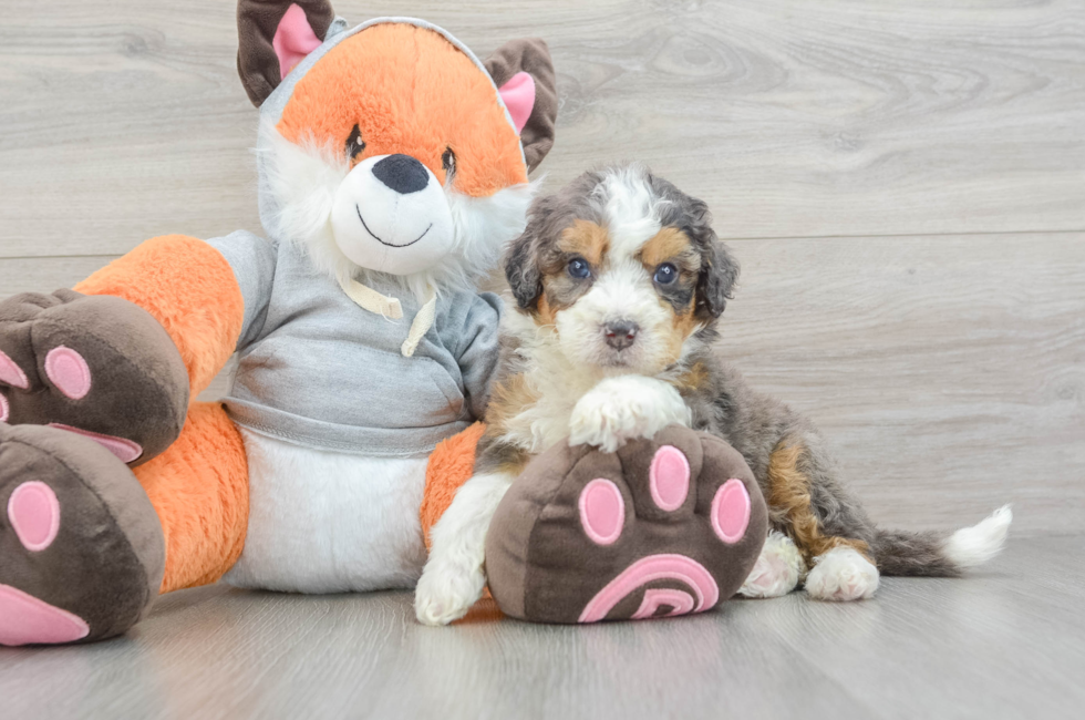 5 week old Mini Bernedoodle Puppy For Sale - Premier Pups