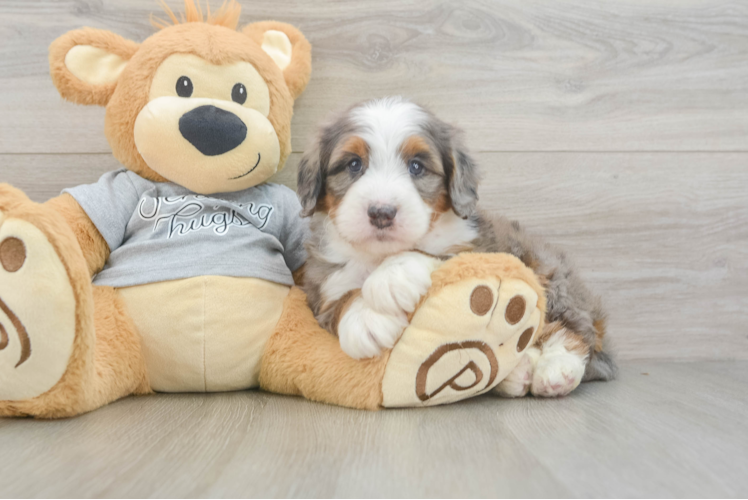 Mini Bernedoodle Pup Being Cute