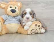 7 week old Mini Bernedoodle Puppy For Sale - Premier Pups