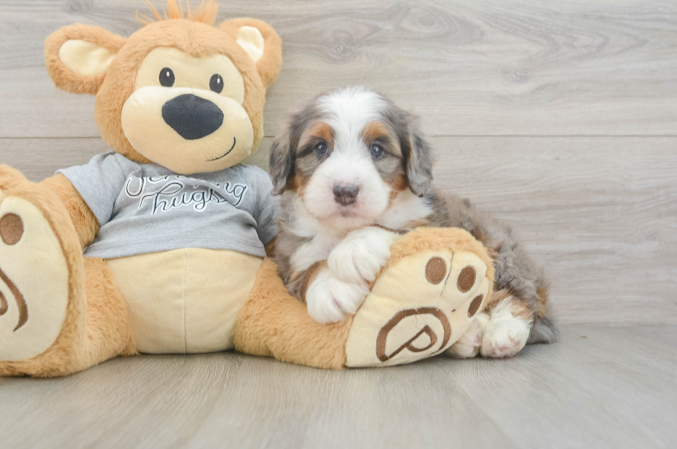 5 week old Mini Bernedoodle Puppy For Sale - Premier Pups