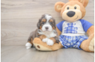 Petite Mini Bernedoodle Poodle Mix Pup
