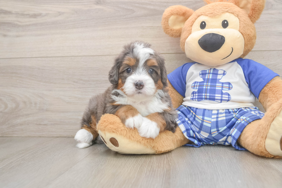 Petite Mini Bernedoodle Poodle Mix Pup