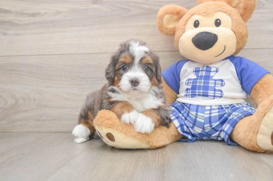 Petite Mini Bernedoodle Poodle Mix Pup