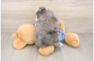 Adorable Mini Bernadoodle Poodle Mix Puppy