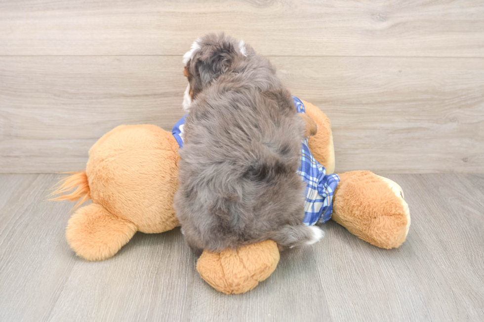 Adorable Mini Bernadoodle Poodle Mix Puppy