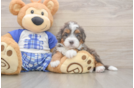 Cute Mini Bernedoodle Baby