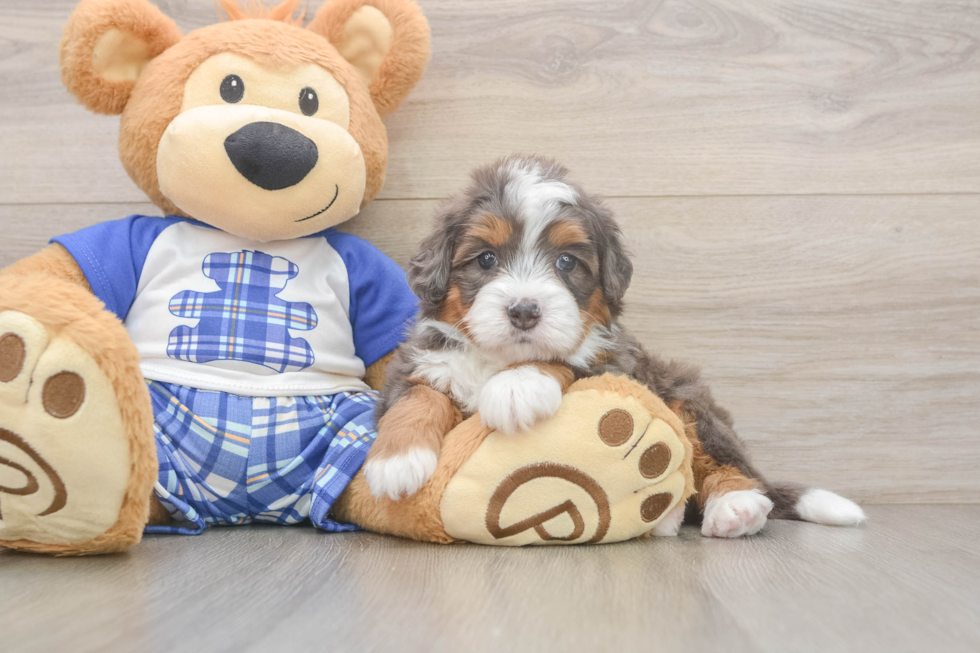 Cute Mini Bernedoodle Baby