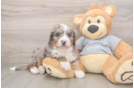 Friendly Mini Bernedoodle Baby