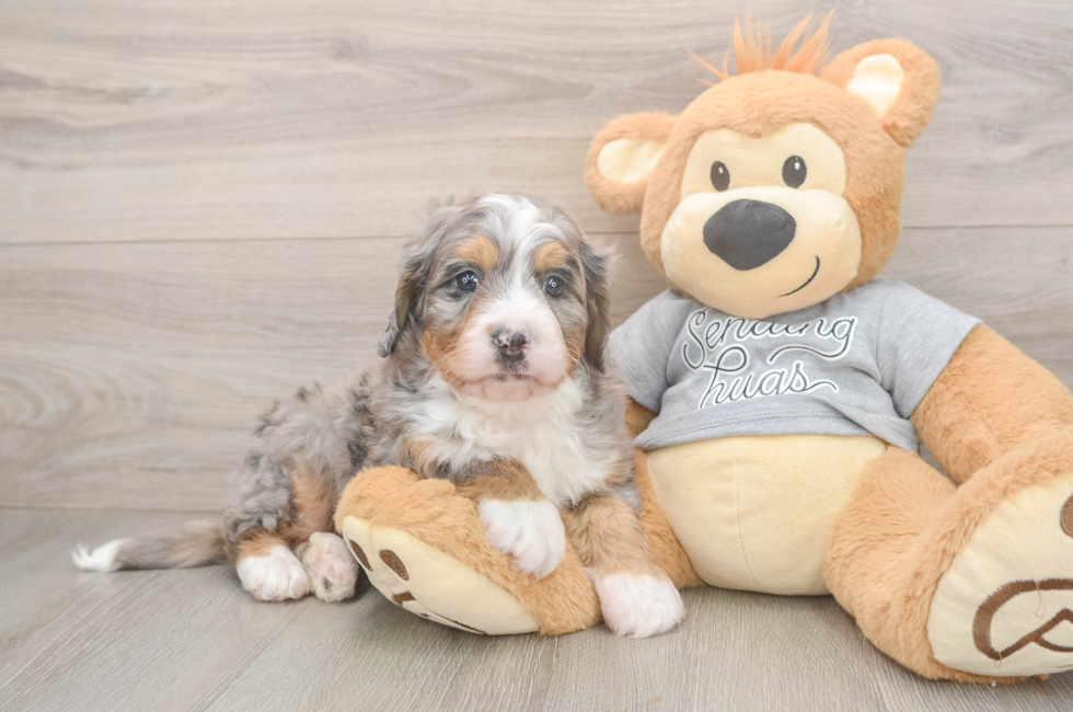 5 week old Mini Bernedoodle Puppy For Sale - Premier Pups