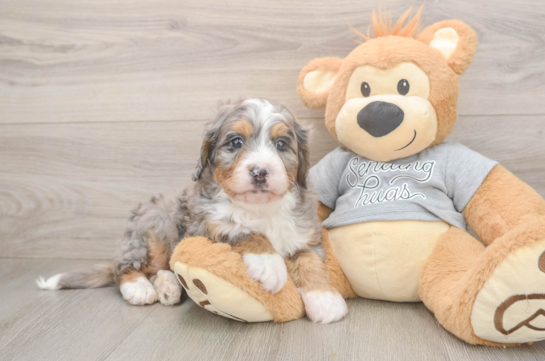 Friendly Mini Bernedoodle Baby