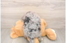 Best Mini Bernedoodle Baby