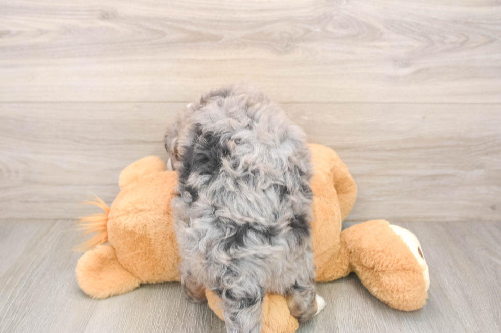 Best Mini Bernedoodle Baby