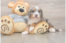 Best Mini Bernedoodle Baby