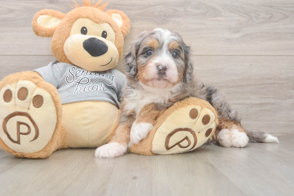 Best Mini Bernedoodle Baby