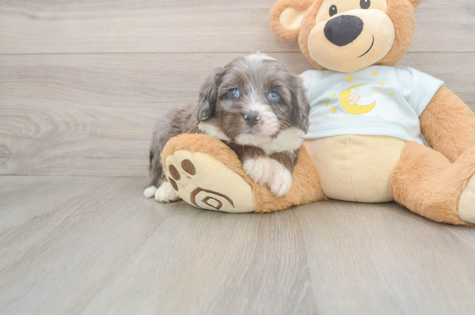 5 week old Mini Bernedoodle Puppy For Sale - Premier Pups