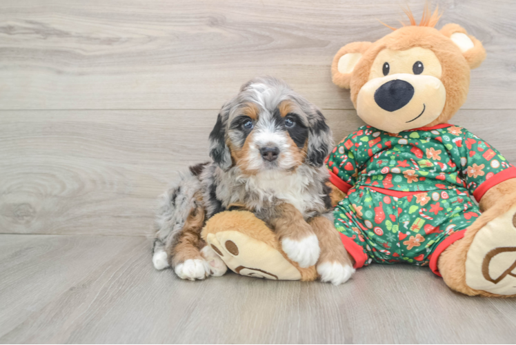 Mini Bernedoodle Puppy for Adoption