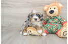 Mini Bernedoodle Puppy for Adoption