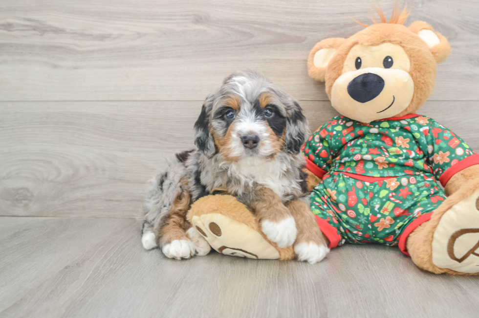 5 week old Mini Bernedoodle Puppy For Sale - Premier Pups